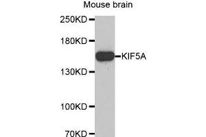 Western Blotting (WB) image for anti-Kinesin Family Member 5A (KIF5A) (AA 933-1032) antibody (ABIN6220202) (KIF5A 抗体  (AA 933-1032))
