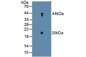 Figure. (TSC22D3 抗体  (AA 1-134))