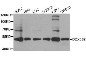 Western blot analysis of extracts of various cell lines, using DDX39B antibody. (DDX39B 抗体  (AA 319-428))