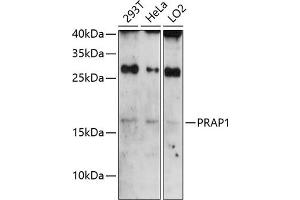 Western blot analysis of extracts of various cell lines, using PR antibody (ABIN6130638, ABIN6146122, ABIN6146123 and ABIN6224788) at 1:3000 dilution. (PRAP1 抗体  (AA 1-151))