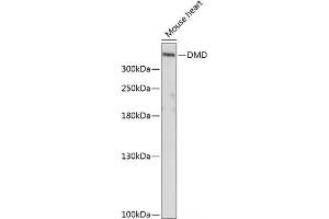 Western blot analysis of extracts of Mouse heart using DMD Polyclonal Antibody at dilution of 1:1000. (Dystrophin 抗体)