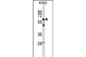 Western blot analysis in K562 cell line lysates (35ug/lane). (MMP11 抗体  (C-Term))
