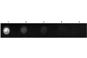 Dot Blot results of Rat IgG2a Isotype Control Fluorescein Conjugated. (大鼠 IgG2a isotype control (FITC))