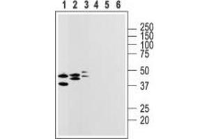 Western blot analysis of rat heart membranes (lanes 1 and 4), brain (lanes 2 and 5) and lung lysates (lanes 3 and 6): - 1-3. (P2RY14 抗体  (2nd Extracellular Loop))