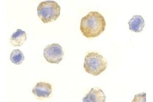 Image no. 2 for anti-Tumor Necrosis Factor Receptor Superfamily, Member 10c (TNFRSF10C) (Extracellular Domain) antibody (ABIN203554) (DcR1 抗体  (Extracellular Domain))