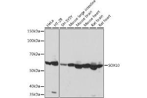 Western blot analysis of extracts of various cell lines, using SOX10 Rabbit mAb (ABIN7270566) at 1:1000 dilution. (SOX10 抗体)
