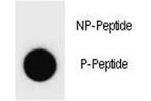 Dot blot analysis of phospho-Cyclin B3 antibody. (Cyclin B3 抗体  (pSer277))