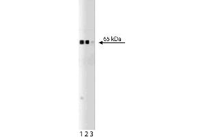 Western blot analysis of occludin on rat brain lysate. (Occludin 抗体  (AA 396-507))