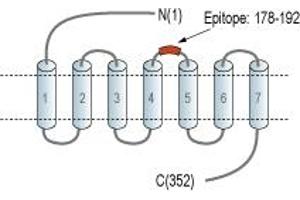 Representative domain view of the target of ABIN7884860.