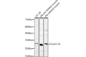 Western blot analysis of extracts of various cell lines, using Cyclin G1 antibody (ABIN6127734, ABIN6138095, ABIN6138096 and ABIN6220906) at 1:1000 dilution. (Cyclin G1 抗体  (C-Term))