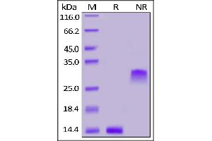 Human PDGF-BB, Tag Free on  under reducing (R) and ing (NR) conditions. (PDGF-BB Homodimer (AA 82-190) (Active) 蛋白)