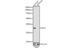 Western blot analysis of extracts from normal (control) and ERK2 knockout (KO) HeLa cells, using ERK2 antibody (ABIN3020727, ABIN3020728, ABIN3020729 and ABIN6213694) at 1:1000 dilution. (ERK2 抗体  (AA 200-300))