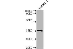 Western Blot Positive WB detected in: RAW264. (Surfactant Protein A1 抗体  (AA 21-248))