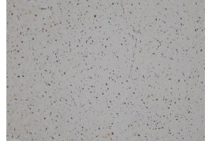 ABIN6257308 and ABIN6275887 at 1/100 staining Human heart tissue by IHC-P.