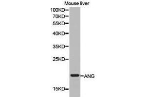 Western Blotting (WB) image for anti-Angiogenin (ANG) antibody (ABIN1870970) (ANG 抗体)