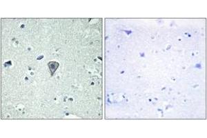 Immunohistochemistry (IHC) image for anti-G Protein-Coupled Receptor 37 Like 1 (GPR37L1) (AA 1-50) antibody (ABIN2890820) (GPR37L1 抗体  (AA 1-50))