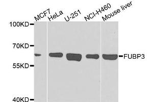 Western blot analysis of extracts of various cell lines, using FUBP3 antibody. (FUBP3 抗体  (AA 65-260))