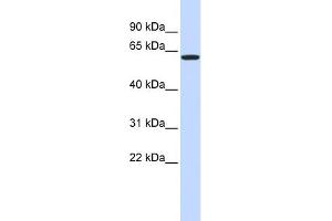 WB Suggested Anti-VEZF1 Antibody Titration:  1 ug/ml  Positive Control:  293T cells lysate There is BioGPS gene expression data showing that VEZF1 is expressed in HEK293T (VEZF1 抗体  (Middle Region))