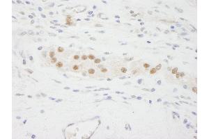 Immunohistochemistry (IHC) image for anti-Karyopherin alpha 3 (Importin alpha 4) (KPNA3) (AA 1-50) antibody (ABIN7448982) (KPNA3 抗体  (AA 1-50))