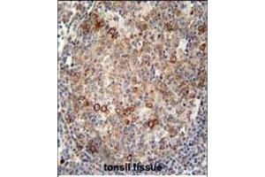 Immunohistochemistry (Paraffin-embedded Sections) (IHC (p)) image for anti-ATP-Binding Cassette, Sub-Family C (CFTR/MRP), Member 10 (ABCC10) (AA 767-793) antibody (ABIN654102)