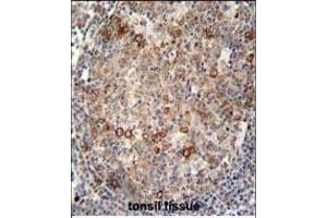ABCC10 antibody (Center) (ABIN654102 and ABIN2843986) immunohistochemistry analysis in formalin fixed and paraffin embedded human tonsil tissue followed by peroxidase conjugation of the secondary antibody and DAB staining. (ABCC10 抗体  (AA 767-793))