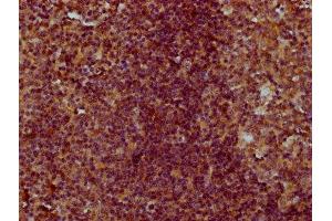 IHC image of ABIN7148577 diluted at 1:300 and staining in paraffin-embedded human tonsil tissue performed on a Leica BondTM system. (Cornifelin (CNFN) (AA 1-112) 抗体)