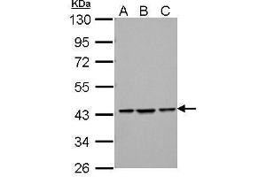 WB Image Sample (30 ug of whole cell lysate) A: NIH-3T3 B: JC C: BCL-1 10% SDS PAGE antibody diluted at 1:1000 (ZBTB24 抗体  (C-Term))