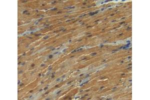 Used in DAB staining on fromalin fixed paraffin- embedded Kidney tissue (KPNA3 抗体  (AA 3-220))