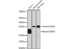Western blot analysis of extracts of various cell lines, using Emerin/EMD Rabbit mAb (ABIN7266933) at 1:1000 dilution. (Emerin 抗体)