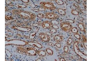 Detection of ACTB in Human Kidney Tissue using Monoclonal Antibody to Beta Actin (ACTB) (beta Actin 抗体  (AA 1-375))