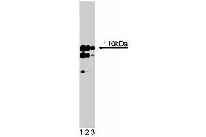 Western blot analysis of Striatin on a rat cerebrum lysate. (Striatin 抗体  (AA 450-600))