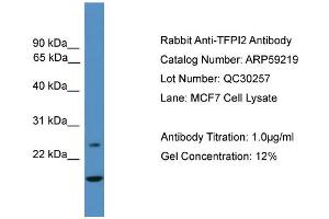 WB Suggested Anti-TFPI2  Antibody Titration: 0.