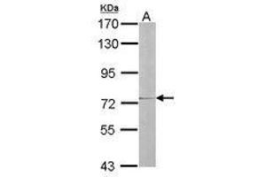 Image no. 1 for anti-Interleukin 17 Receptor D (IL17RD) (AA 286-501) antibody (ABIN467484) (IL17RD 抗体  (AA 286-501))
