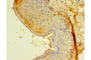 Immunohistochemistry of paraffin-embedded human skin tissue using ABIN7151448 at dilution of 1:100 (EGLN3 抗体  (AA 1-120))