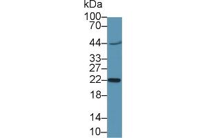 Western Blot; Sample:Mouse Placenta lysate; Primary Ab: 2µg/ml Rabbit Anti-Human CGb1 Antibody Second Ab: 0. (CGB 抗体  (AA 55-153))