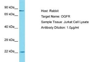 Host: Rabbit Target Name: OGFR Sample Tissue: Human Jurkat Whole Cell Antibody Dilution: 1ug/ml (OGFR 抗体  (C-Term))