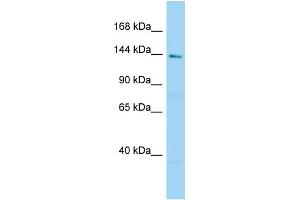 WB Suggested Anti-C2orf71 Antibody Titration: 1.