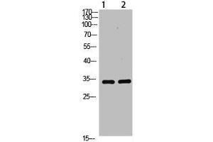 Western Blot analysis of 1,293T 2,mouse-brain cells using primary antibody diluted at 1:1000(4 °C overnight). (TNFAIP8L3 抗体  (AA 15-45))