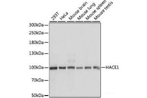Western blot analysis of extracts of various cell lines using HACE1 Polyclonal Antibody at dilution of 1:1000.