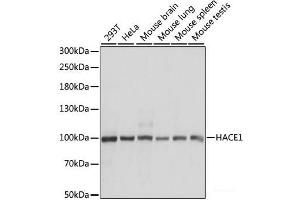 Western blot analysis of extracts of various cell lines using HACE1 Polyclonal Antibody at dilution of 1:1000. (HACE1 抗体)