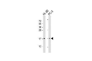 All lanes : Anti-GRP Antibody (Center) at 1:2000 dilution Lane 1: HL-60 whole cell lysate Lane 2: PC-3 whole cell lysate Lysates/proteins at 20 μg per lane. (Gastrin-Releasing Peptide 抗体  (AA 67-97))