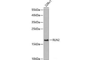 Western blot analysis of extracts of 22Rv1 cells using RLN2 Polyclonal Antibody at dilution of 1:1000. (Relaxin 2 抗体)
