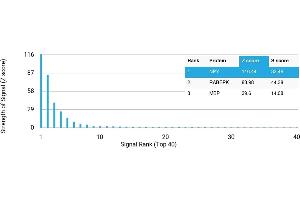 Protein Array (PAr) image for anti-Neuropeptide Y (NPY) antibody (ABIN7456172) (NPY 抗体)