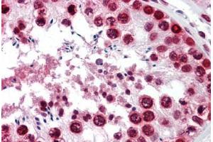 Human Testis: Formalin-Fixed, Paraffin-Embedded (FFPE) (BANF1 抗体  (AA 1-90))