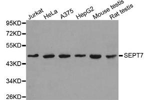 Western blot analysis of extracts of various cell lines, using SEPT7 antibody (ABIN5971967). (Septin 7 抗体)