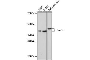 Western blot analysis of extracts of various cell lines, using Islet1 Rabbit mAb (ABIN7268024) at 1:1000 dilution. (ISL1 抗体)