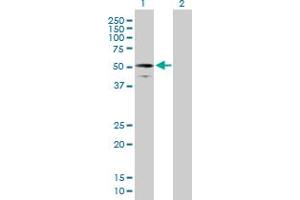 Western Blot analysis of RUFY3 expression in transfected 293T cell line by RUFY3 MaxPab polyclonal antibody. (RUFY3 抗体  (AA 1-469))