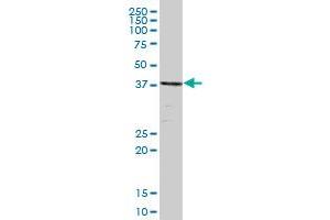 TSG101 MaxPab polyclonal antibody. (TSG101 抗体  (AA 1-390))