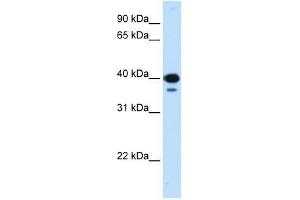 Western Blot showing NFYC antibody used at a concentration of 0.