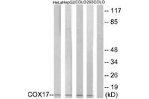 Western blot analysis of extracts from HeLa/HepG2/COLO/293 cells, using COX17 Antibody. (COX17 抗体  (AA 1-50))
